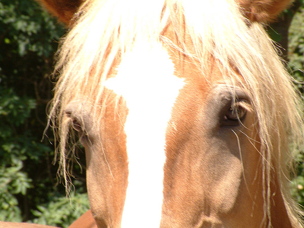 Haflinger "Nicky"