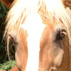 Haflinger "Nicky"