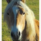 Haflinger - Oberallgäu