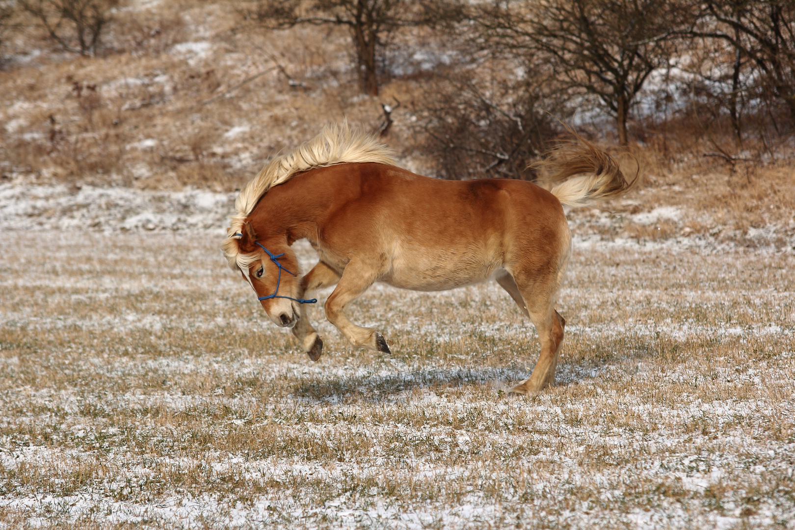 Haflinger (oder doch Ziegenböckchen?)