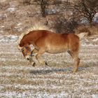 Haflinger (oder doch Ziegenböckchen?)