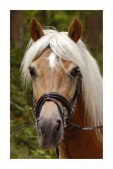 Haflinger Pferd