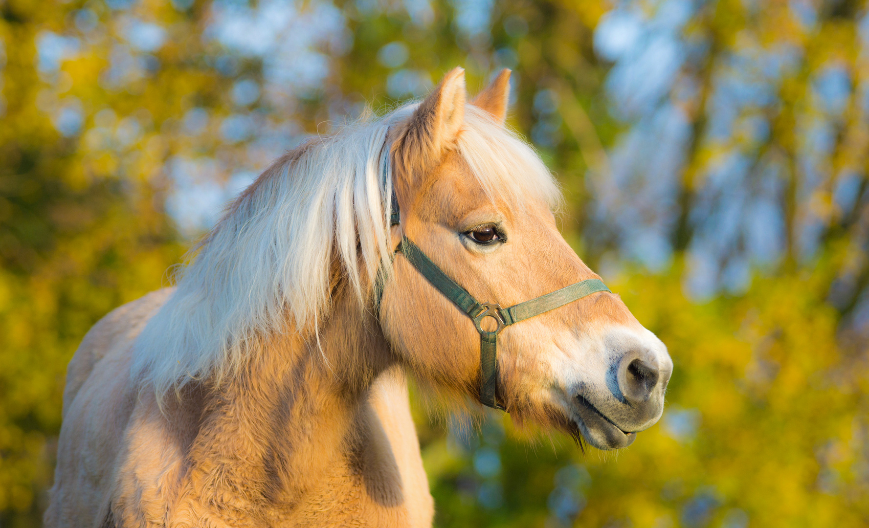 Haflinger Pferd