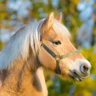 Haflinger Pferd