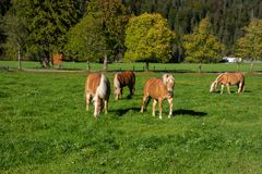 Haflinger Pferde