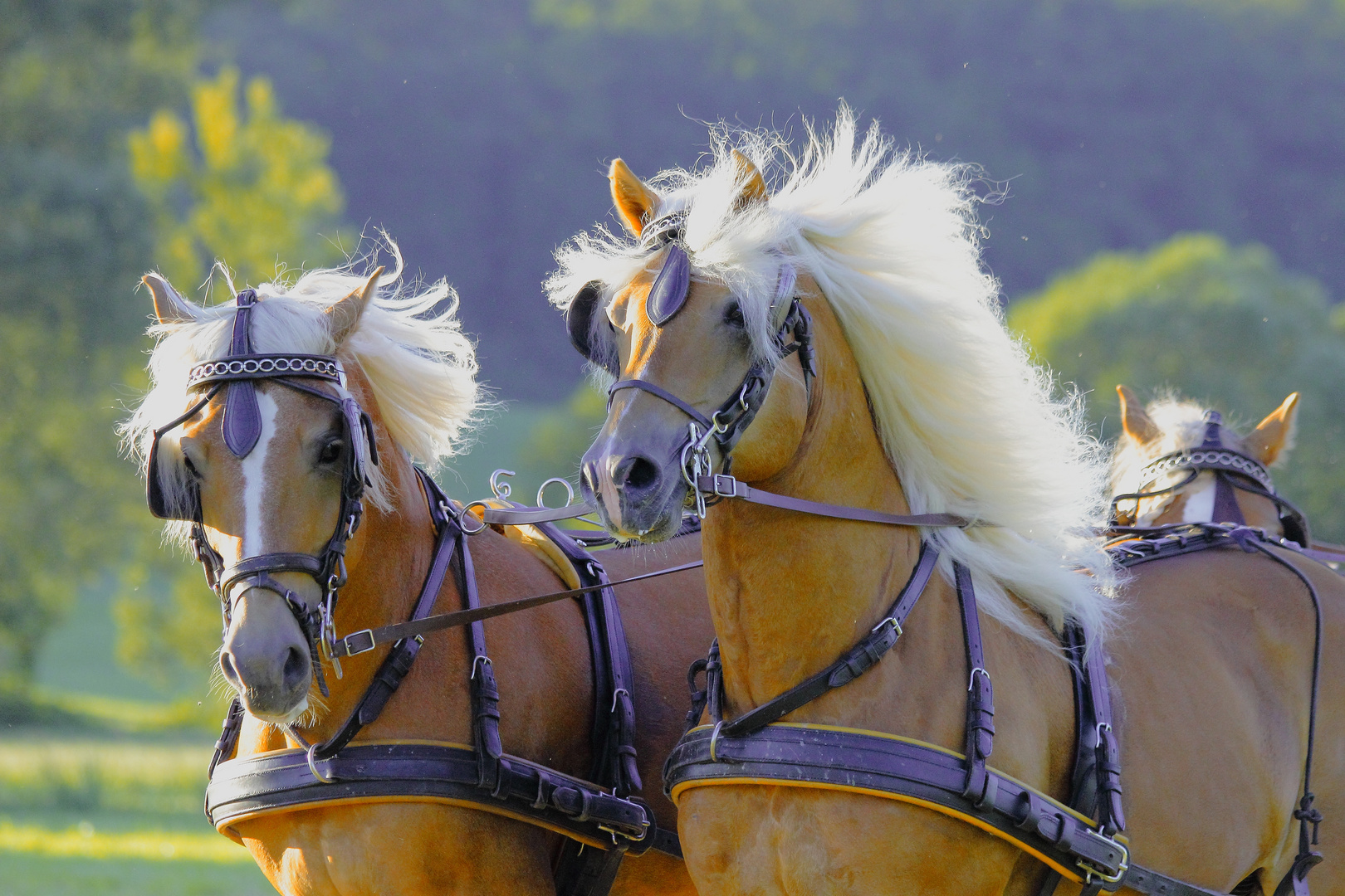 Haflinger Pferde