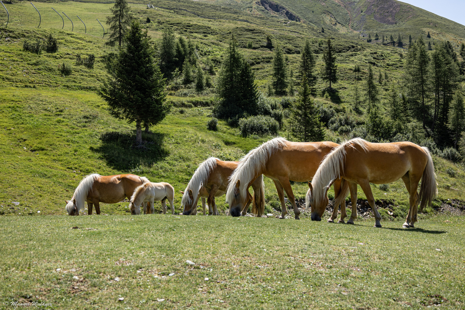 Haflinger Pferde