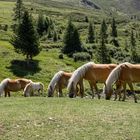 Haflinger Pferde