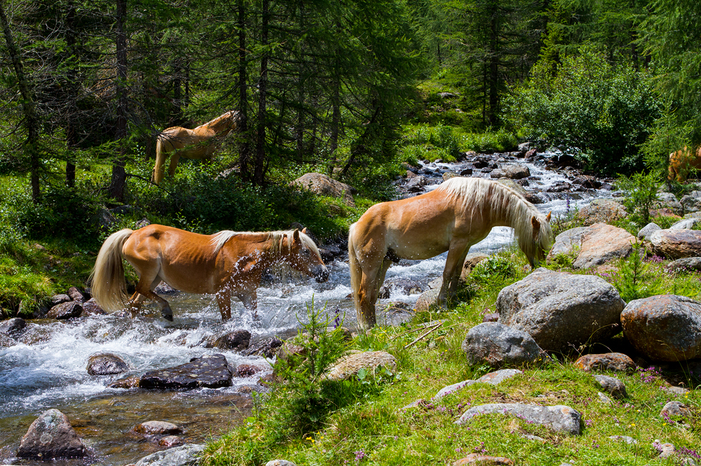 Haflinger Pferde - Ultental, Südtirol