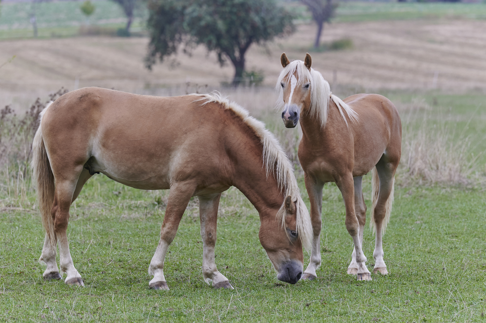 Haflinger Pferden