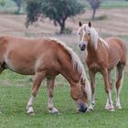 Haflinger Pferden