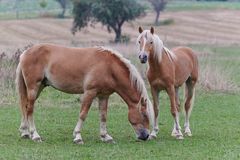 Haflinger Pferden