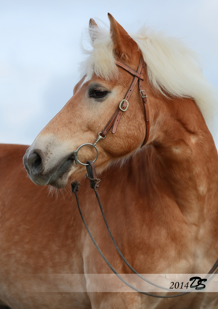 Haflinger-Portrait