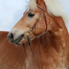 Haflinger-Portrait