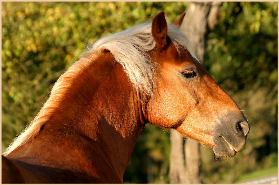 Haflinger Portrait