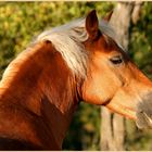 Haflinger Portrait