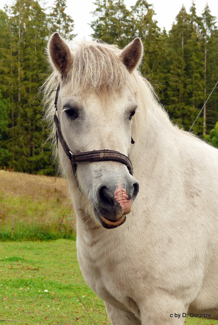 Haflinger Portrait !