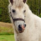 Haflinger Portrait !