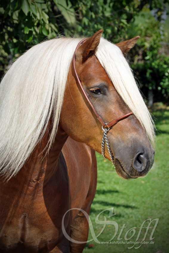 "Haflinger-Portrait"