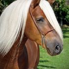 "Haflinger-Portrait"