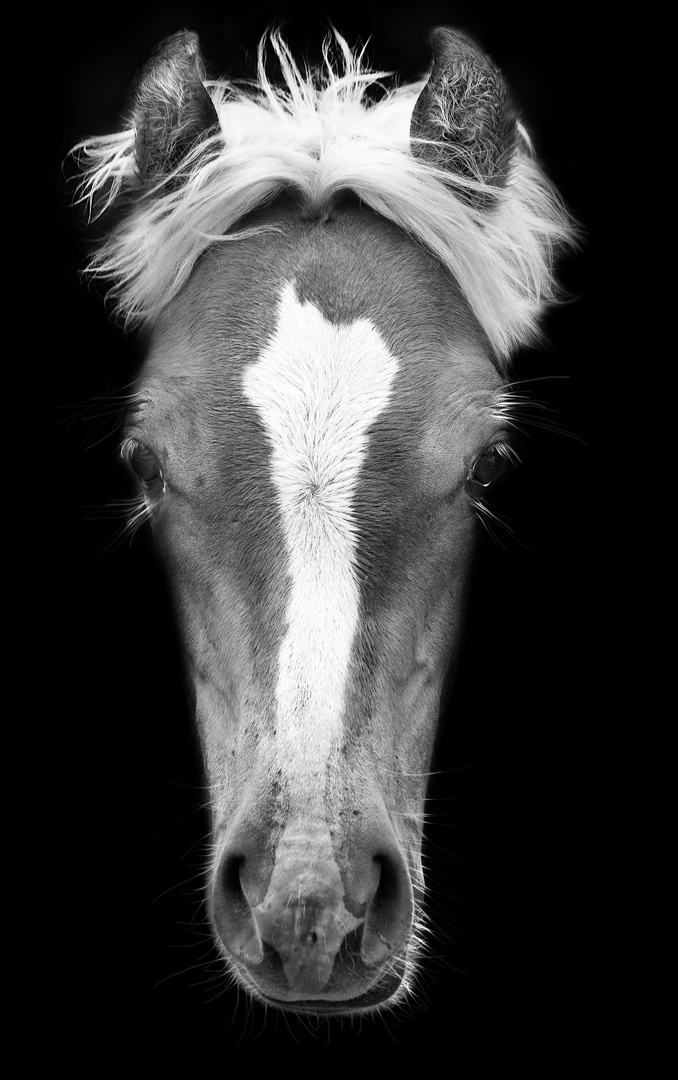 Haflinger Portrait