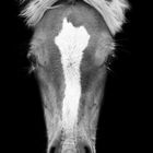 Haflinger Portrait