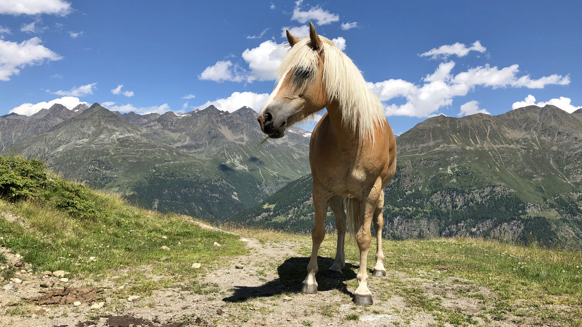 Haflinger posiert