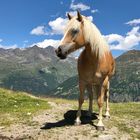 Haflinger posiert