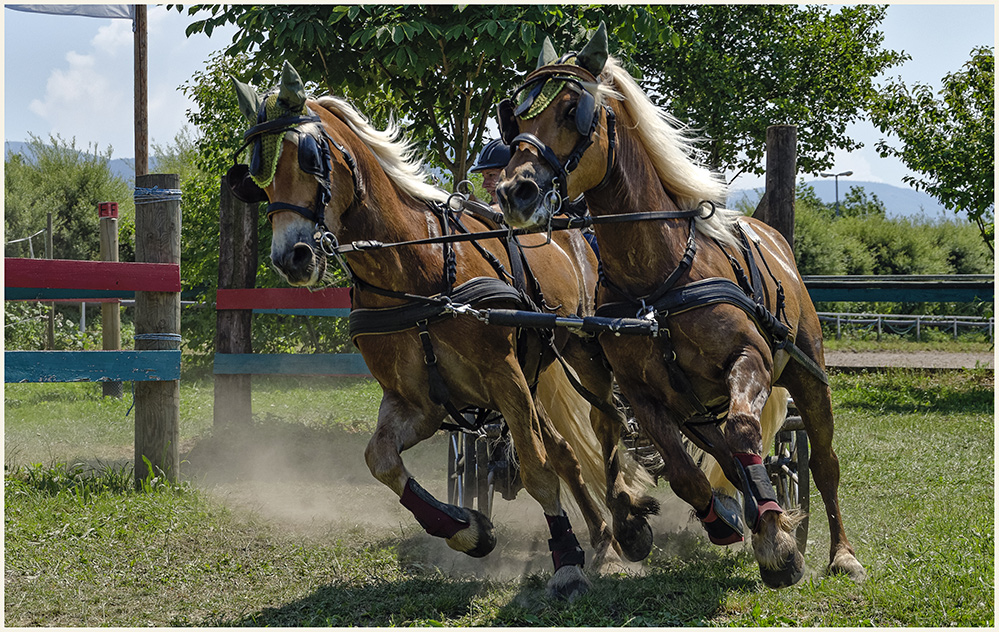 Haflinger-Power 2