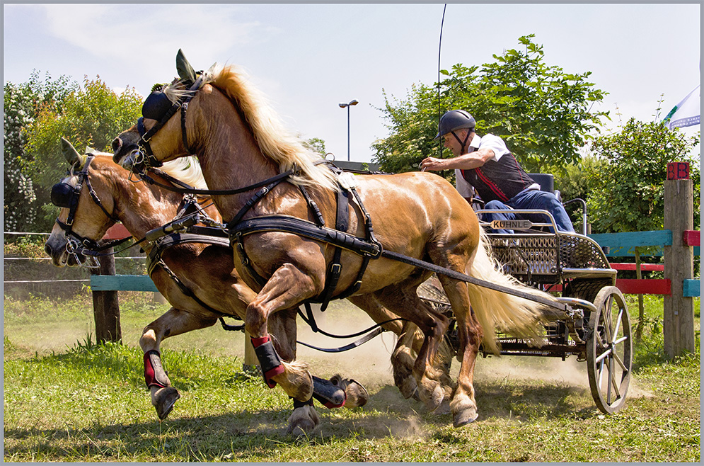 Haflinger-Power