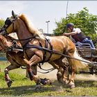 Haflinger-Power