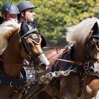 Haflinger-Power