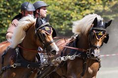 Haflinger-Power