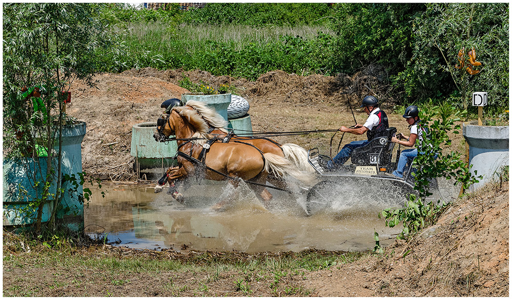 Haflinger-Power 3