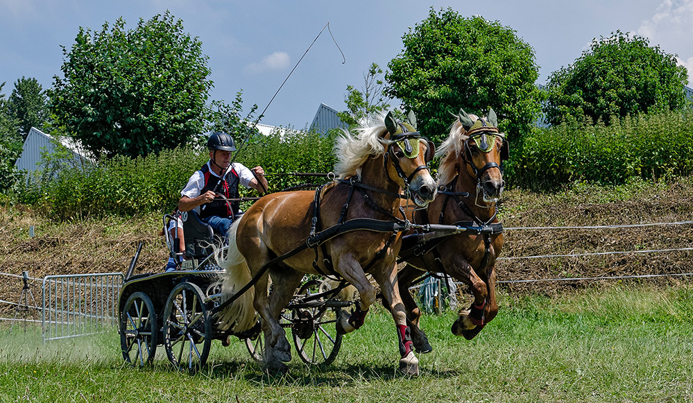 Haflinger-Power 4