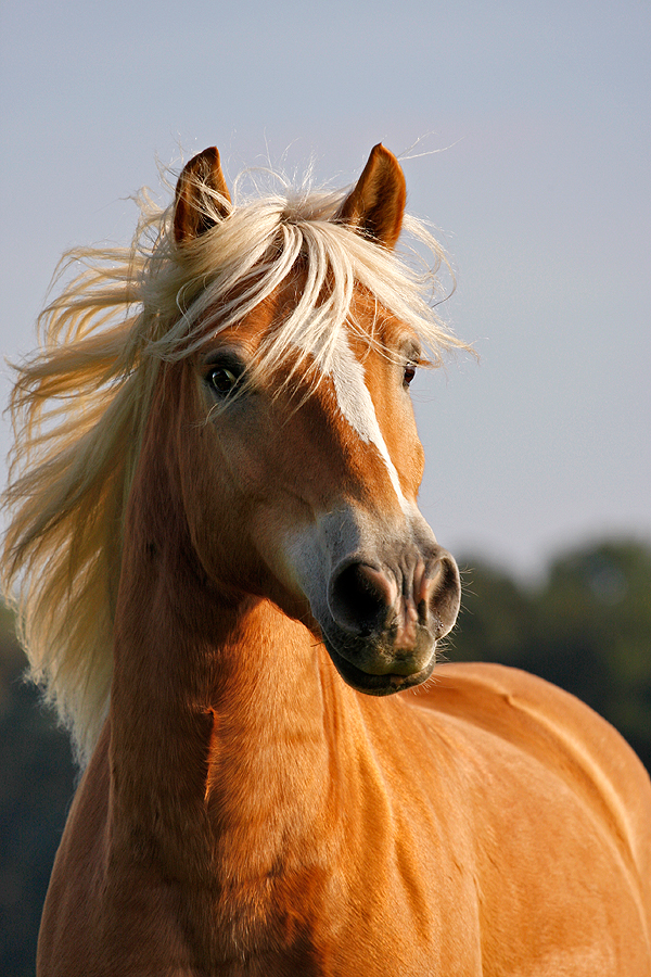 Haflinger Power Foto Bild Tiere Haustiere Pferde Esel Maultiere Bilder Auf Fotocommunity