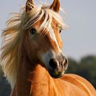 :. Haflinger Power .: