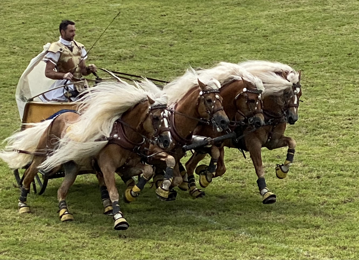 Haflinger Quadrille 