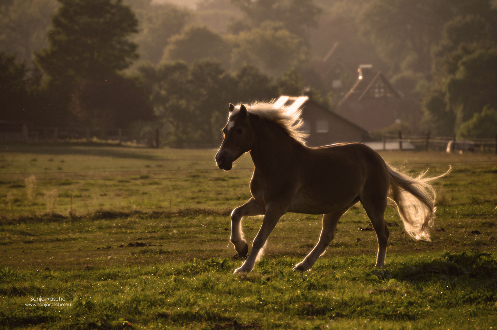 Haflinger "Rasty" imAbendlicht