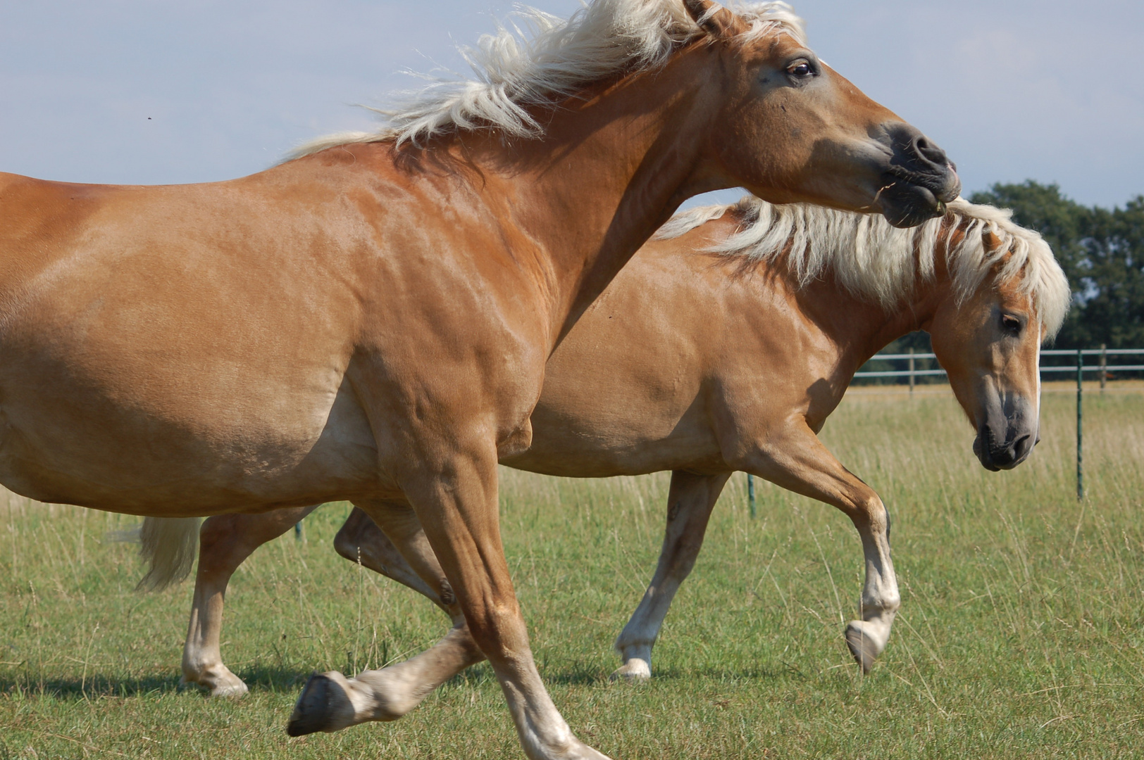 Haflinger rennen