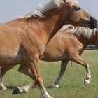 Haflinger rennen