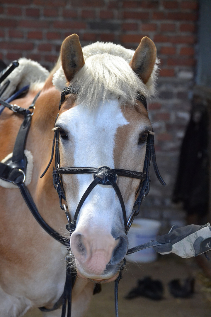 Haflinger Santos