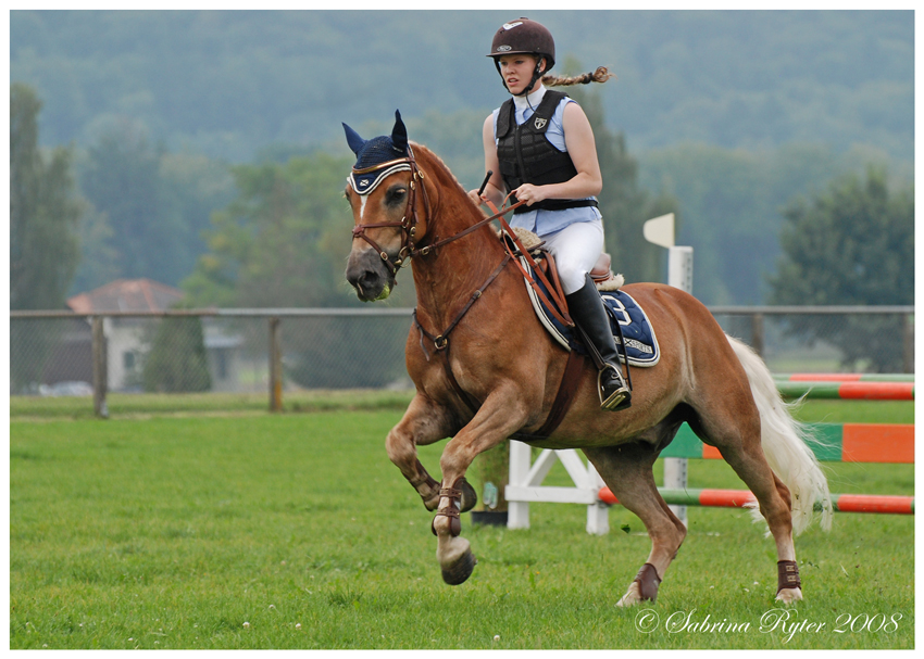 Haflinger Schweizermeisterschaft 2008 (2)