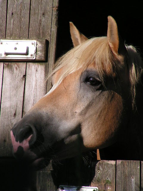 *Haflinger-Seele*