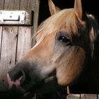 Haflinger-Seele