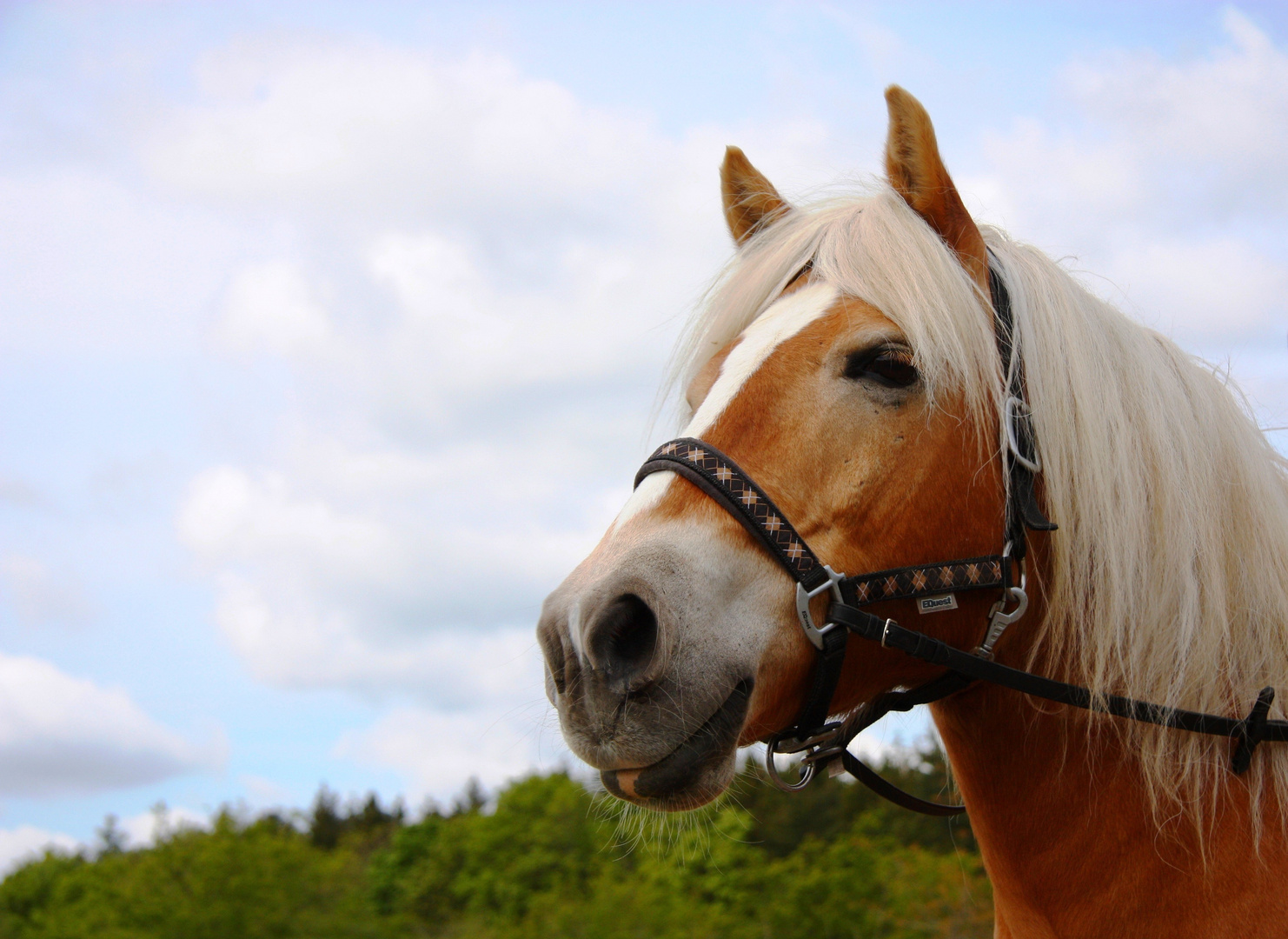 Haflinger Snoopy