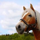 Haflinger Snoopy