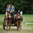 Haflinger  Sommer Foto 