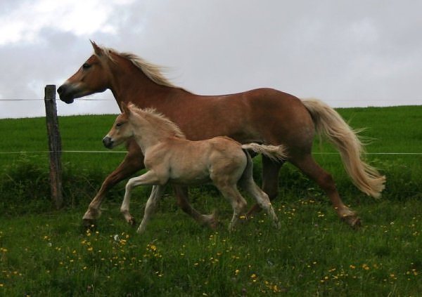 Haflinger StPrSt. Nina m. Hengtfohlen v. Elitehengst Steinadler