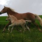 Haflinger StPrSt. Nina m. Hengtfohlen v. Elitehengst Steinadler